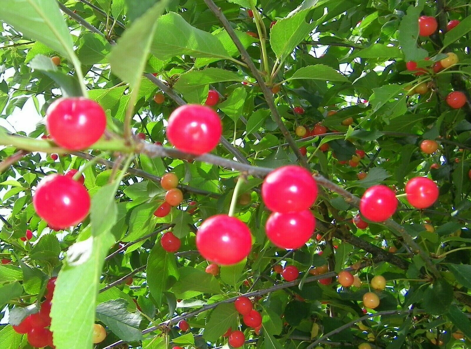 British Columbia Early Richmond Cherry Tree Seeds - High Yieldin